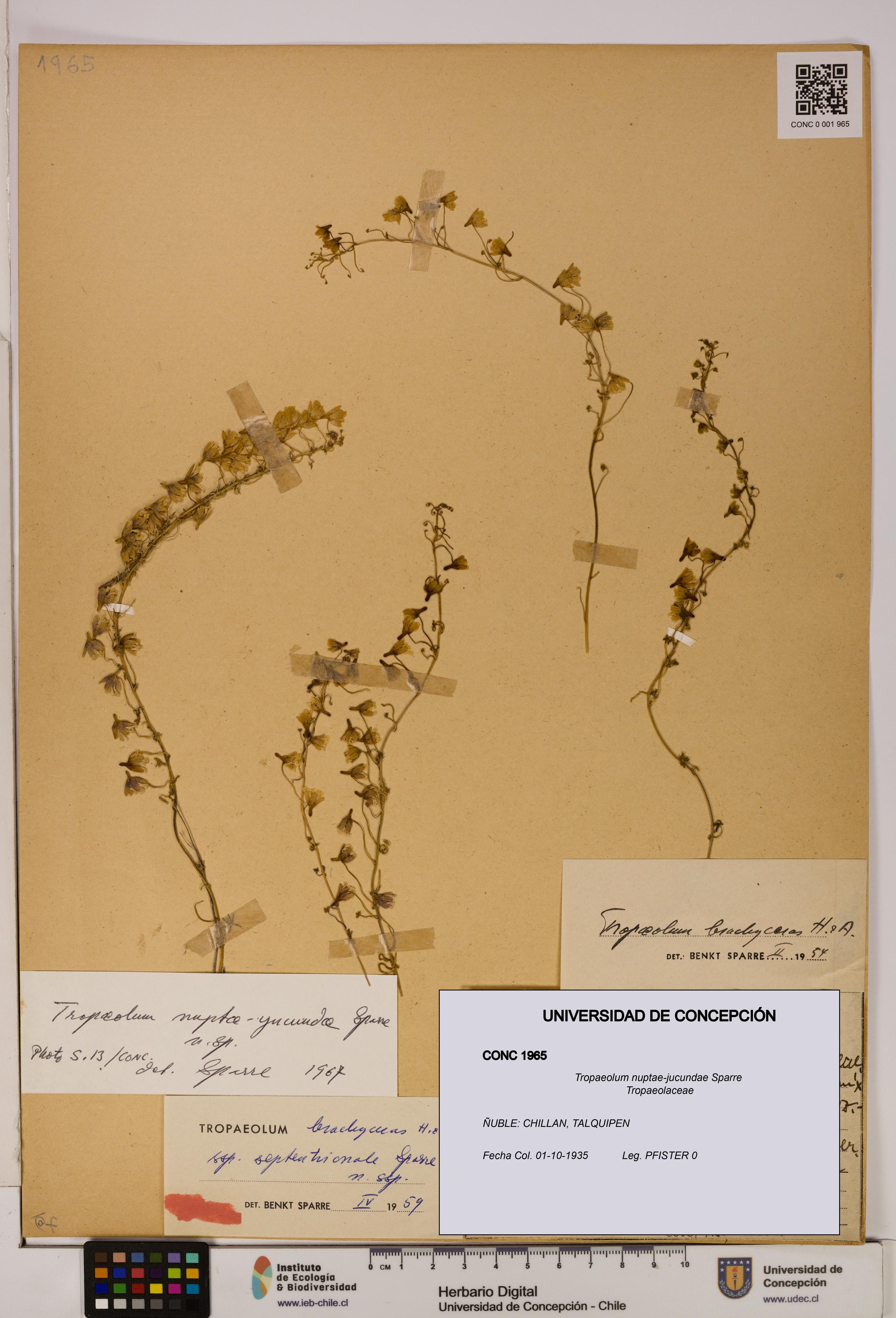 Tropaeolum nuptae-jucundae [Espécimen: UDEC:CONC:0001965]