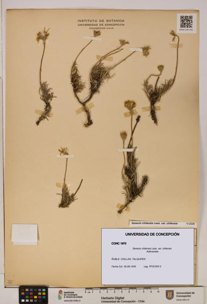 Senecio chilensis var. chilensis [Espécimen: UDEC:CONC:0001970]