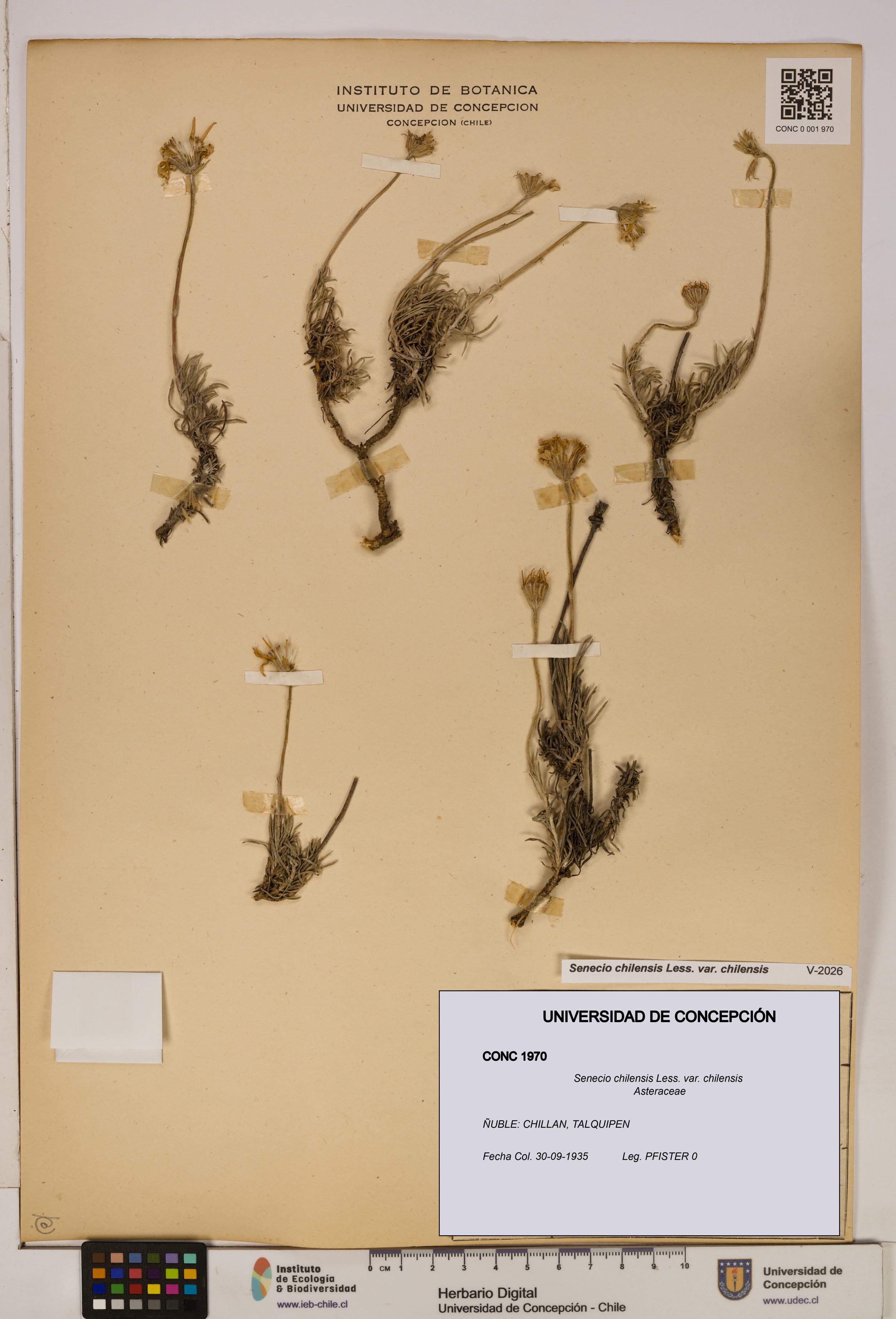 Senecio chilensis var. chilensis [Espécimen: UDEC:CONC:0001970]