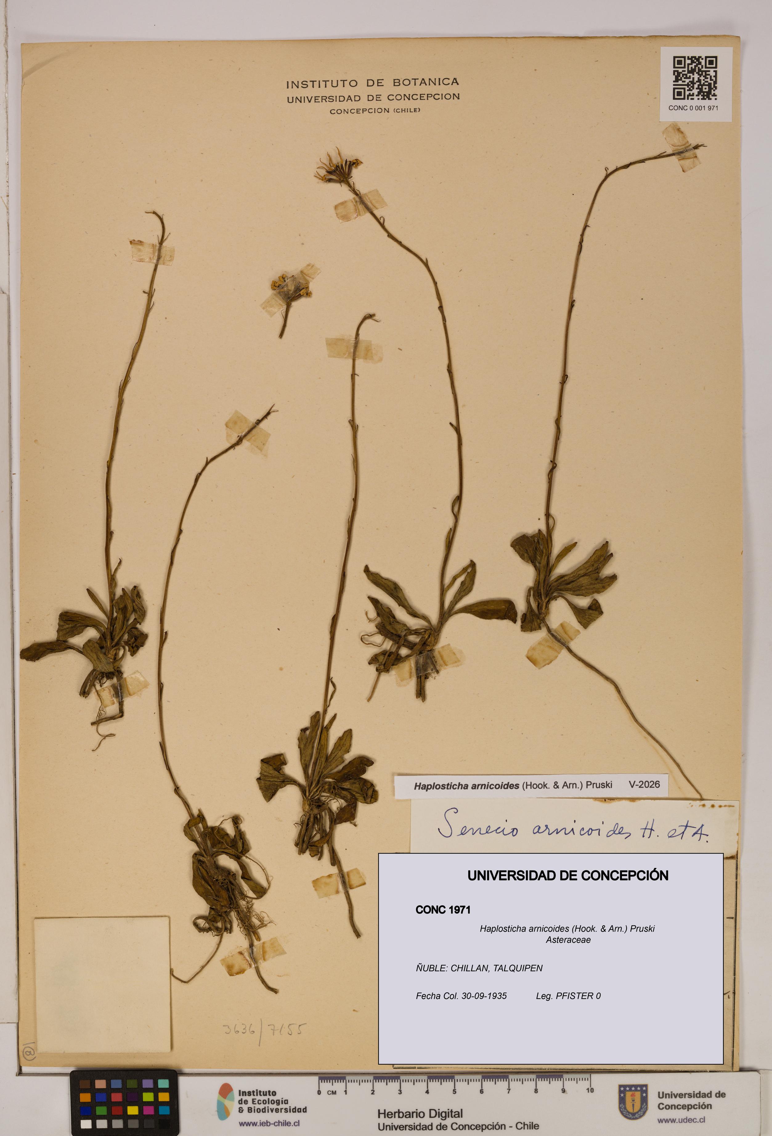 Haplosticha arnicoides [Espécimen: UDEC:CONC:0001971]
