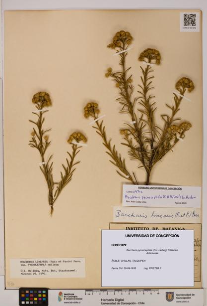 Baccharis pycnocephala [Espécimen: UDEC:CONC:0001972]