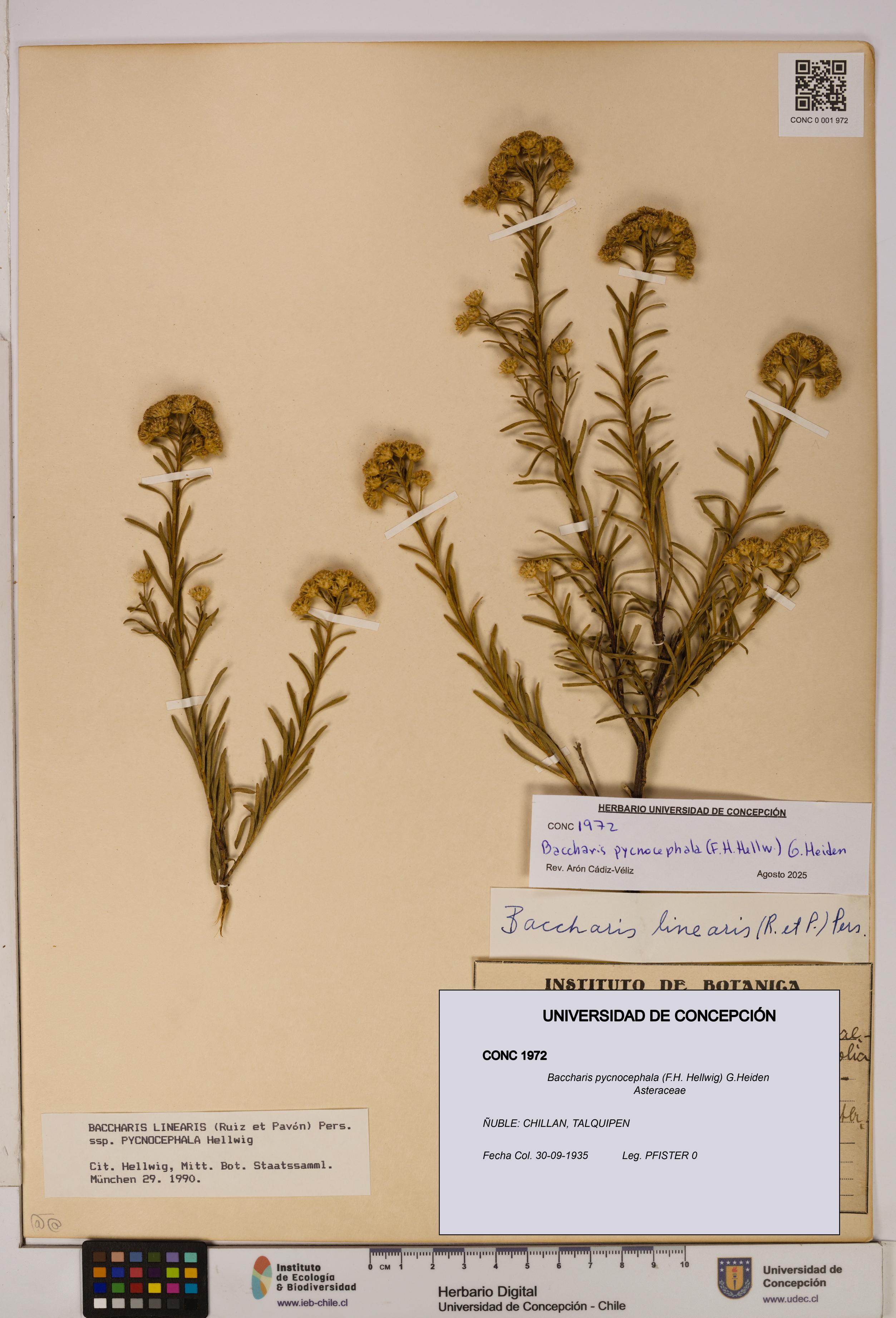 Baccharis pycnocephala [Espécimen: UDEC:CONC:0001972]