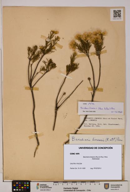 Baccharis linearis [Espécimen: UDEC:CONC:0001975]