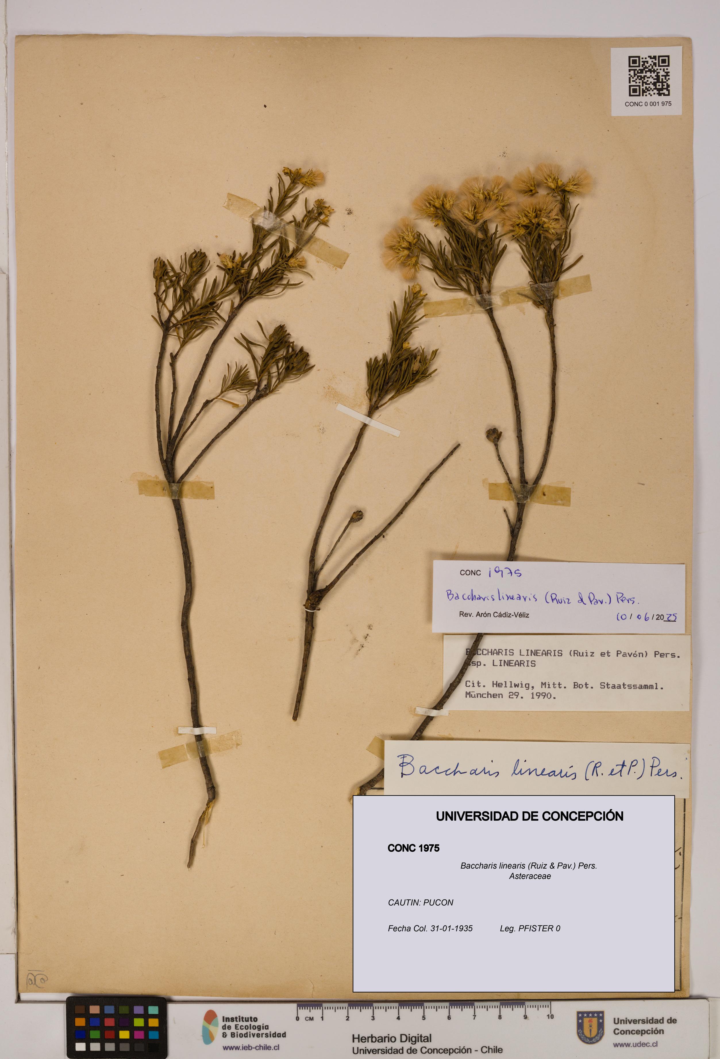 Baccharis linearis [Espécimen: UDEC:CONC:0001975]