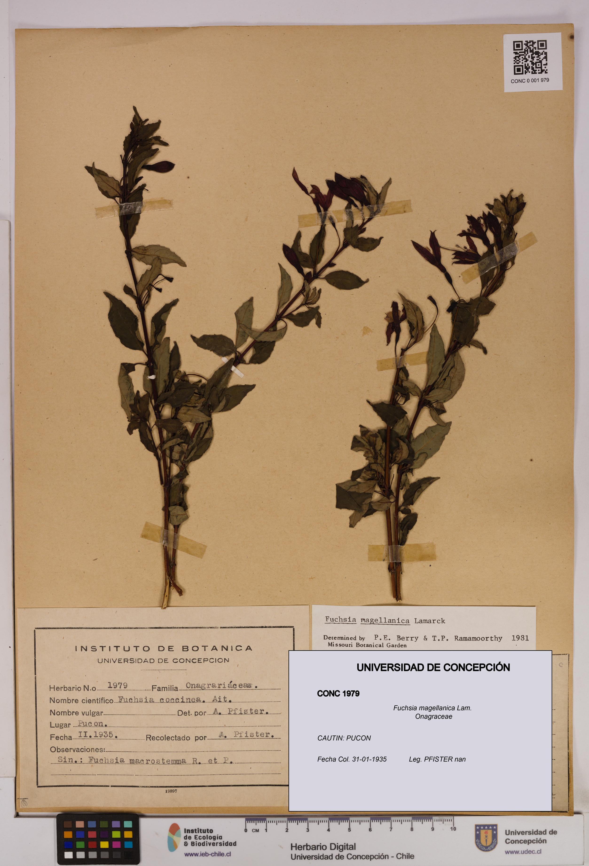 Fuchsia magellanica [Espécimen: UDEC:CONC:0001979]