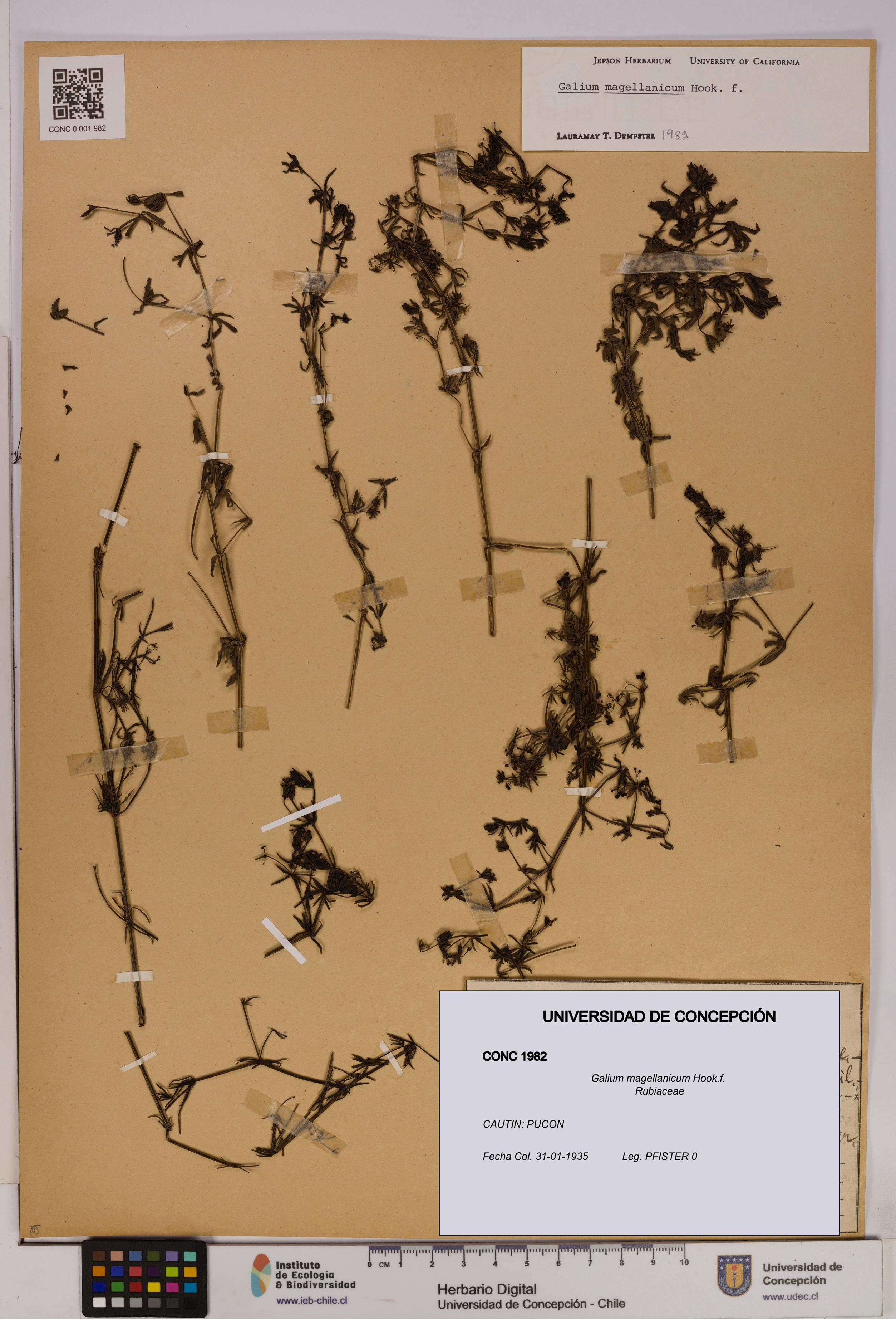 Galium magellanicum [Espécimen: UDEC:CONC:0001982]