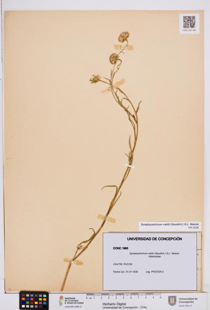 Symphyotrichum vahlii [Espécimen: ]
