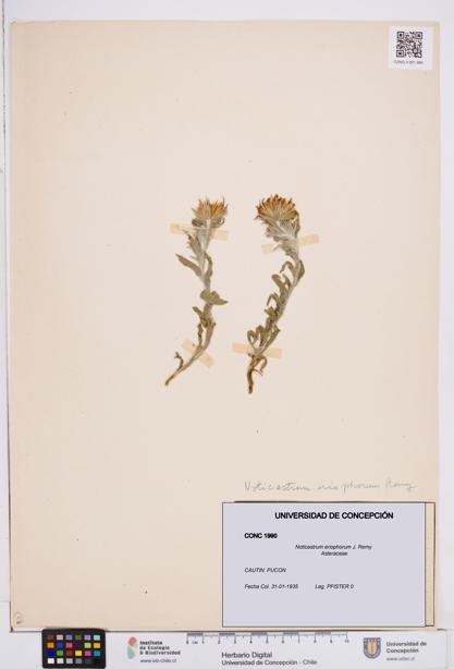 Noticastrum eriophorum [Espécimen: ]