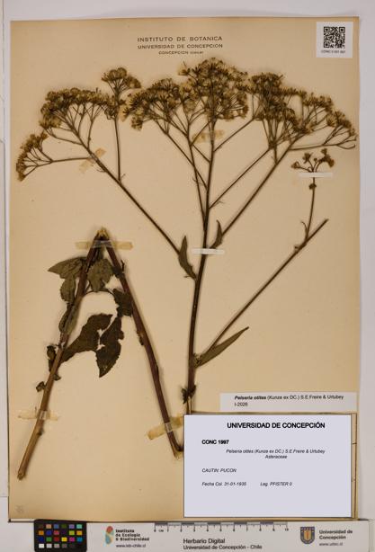 Pelseria otites [Espécimen: ]