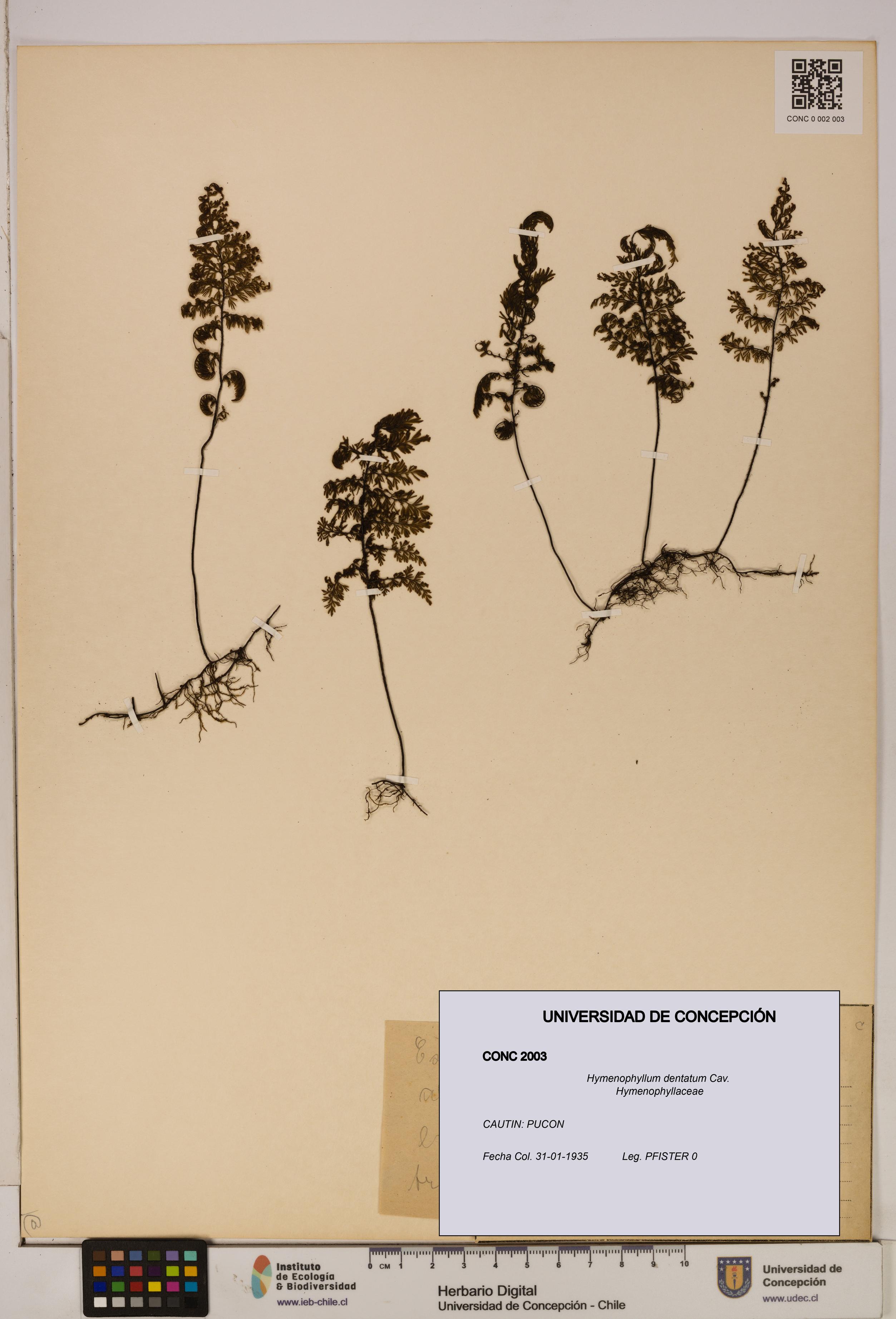 Hymenophyllum dentatum [Espécimen: UDEC:CONC:0002003]