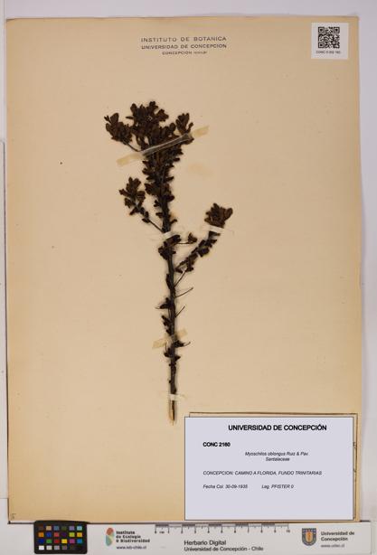 Myoschilos oblongus [Espécimen: UDEC:CONC:0002160]