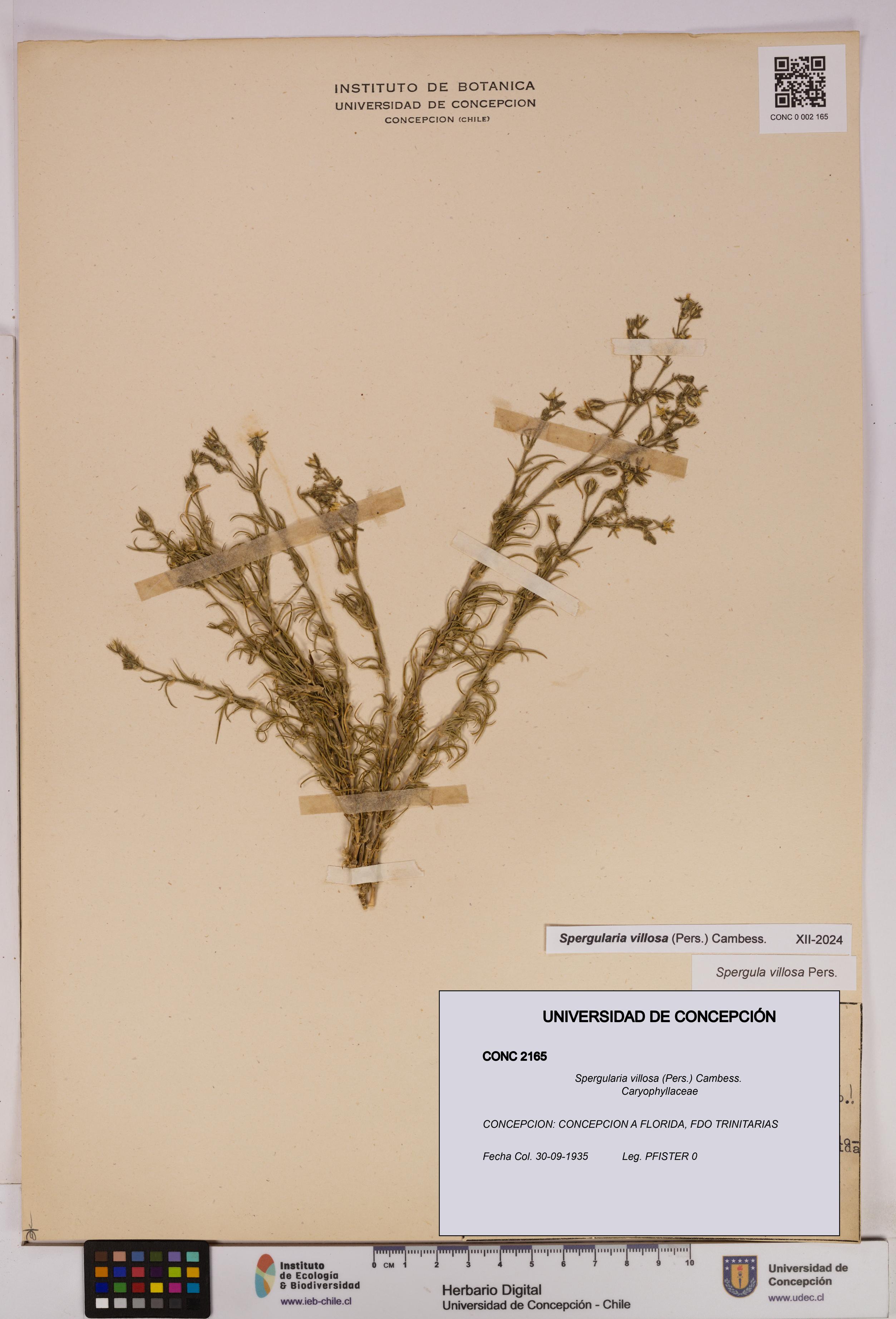 Spergularia villosa [Espécimen: UDEC:CONC:0002165]