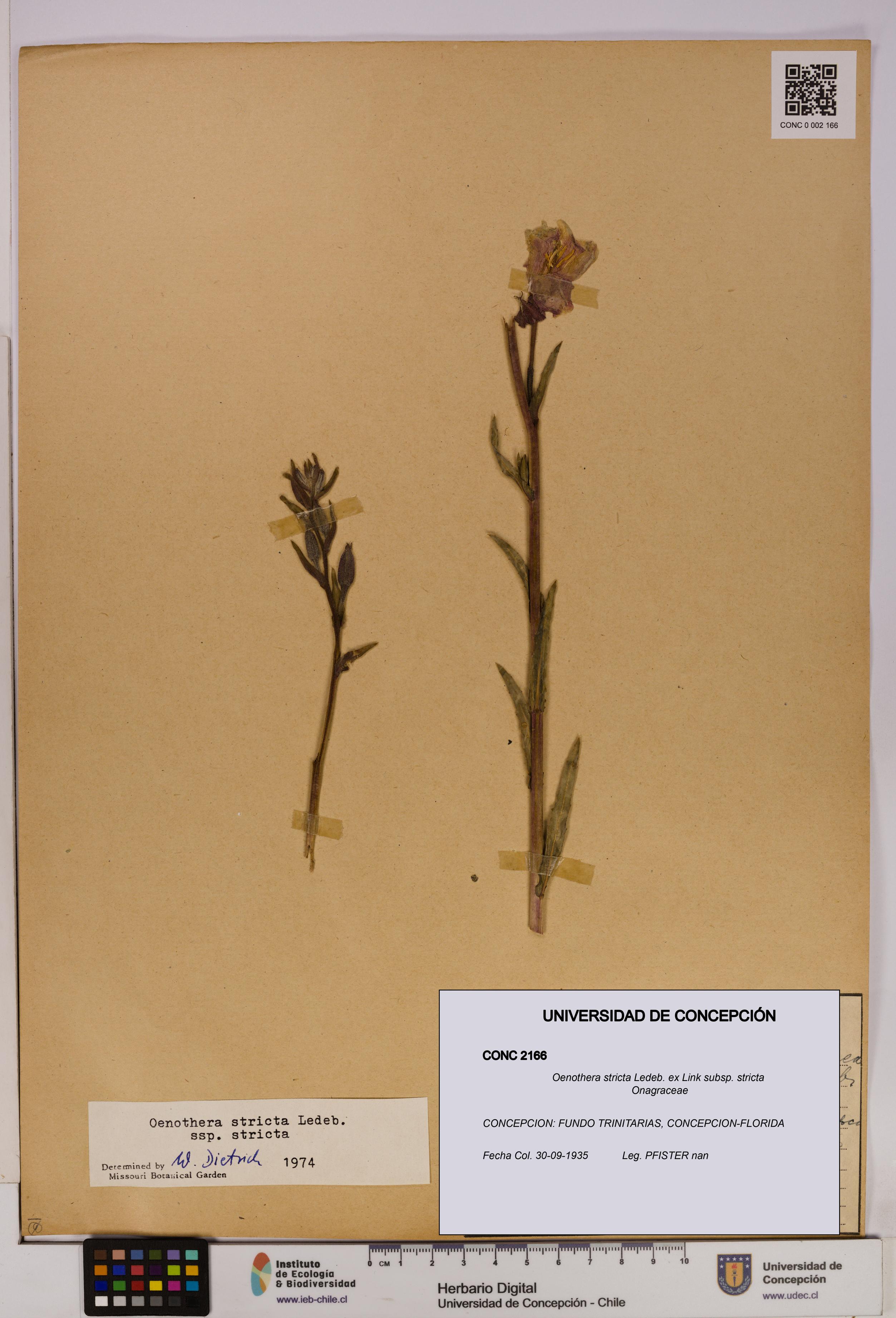 Oenothera stricta subsp. stricta [Espécimen: UDEC:CONC:0002166]