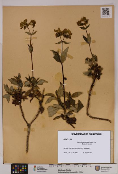 Calceolaria dentata [Espécimen: UDEC:CONC:0002173]