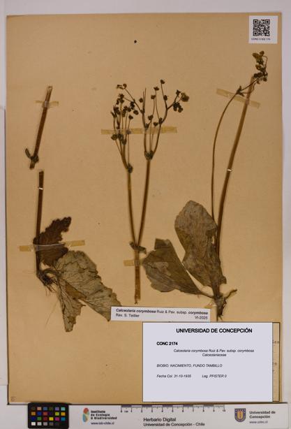 Calceolaria corymbosa subsp. corymbosa [Espécimen: UDEC:CONC:0002174]