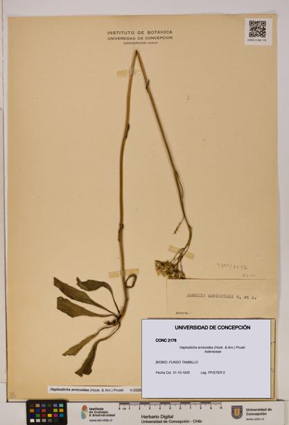 Haplosticha arnicoides [Espécimen: UDEC:CONC:0002178]
