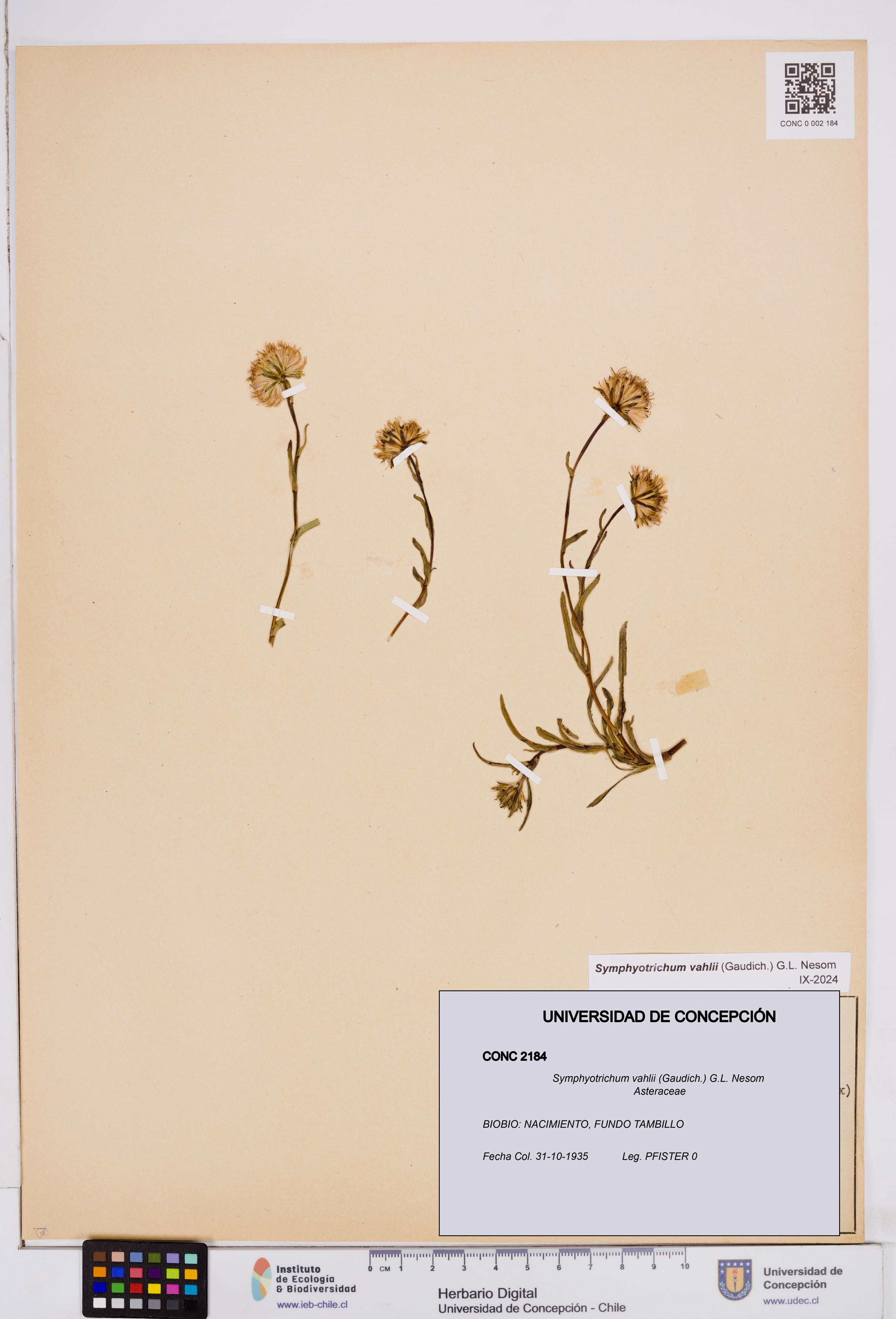 Symphyotrichum vahlii [Espécimen: ]