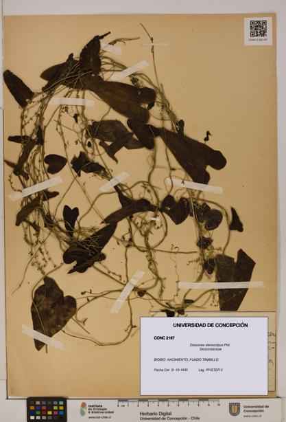 Dioscorea stenocolpus [Espécimen: ]