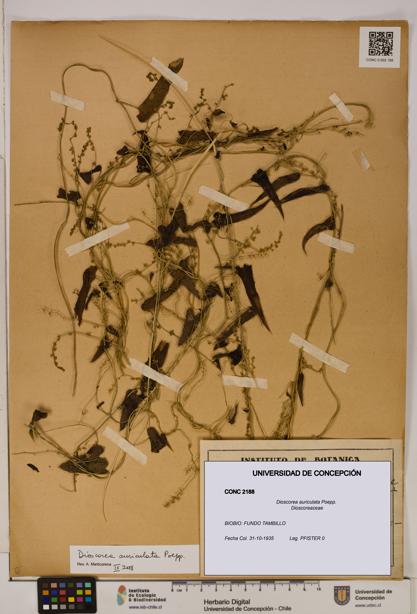 Dioscorea auriculata [Espécimen: ]