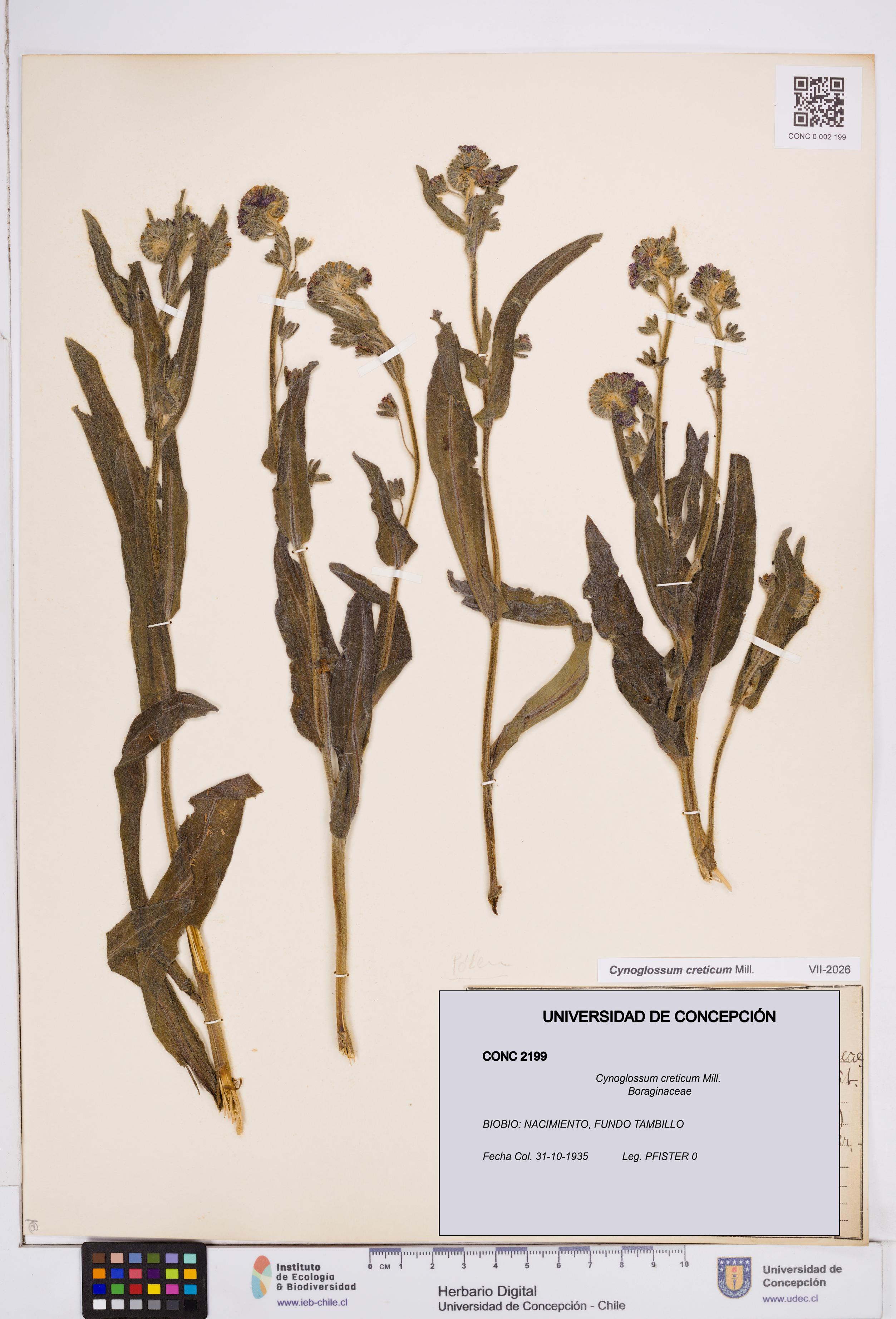Cynoglossum creticum [Espécimen: ]