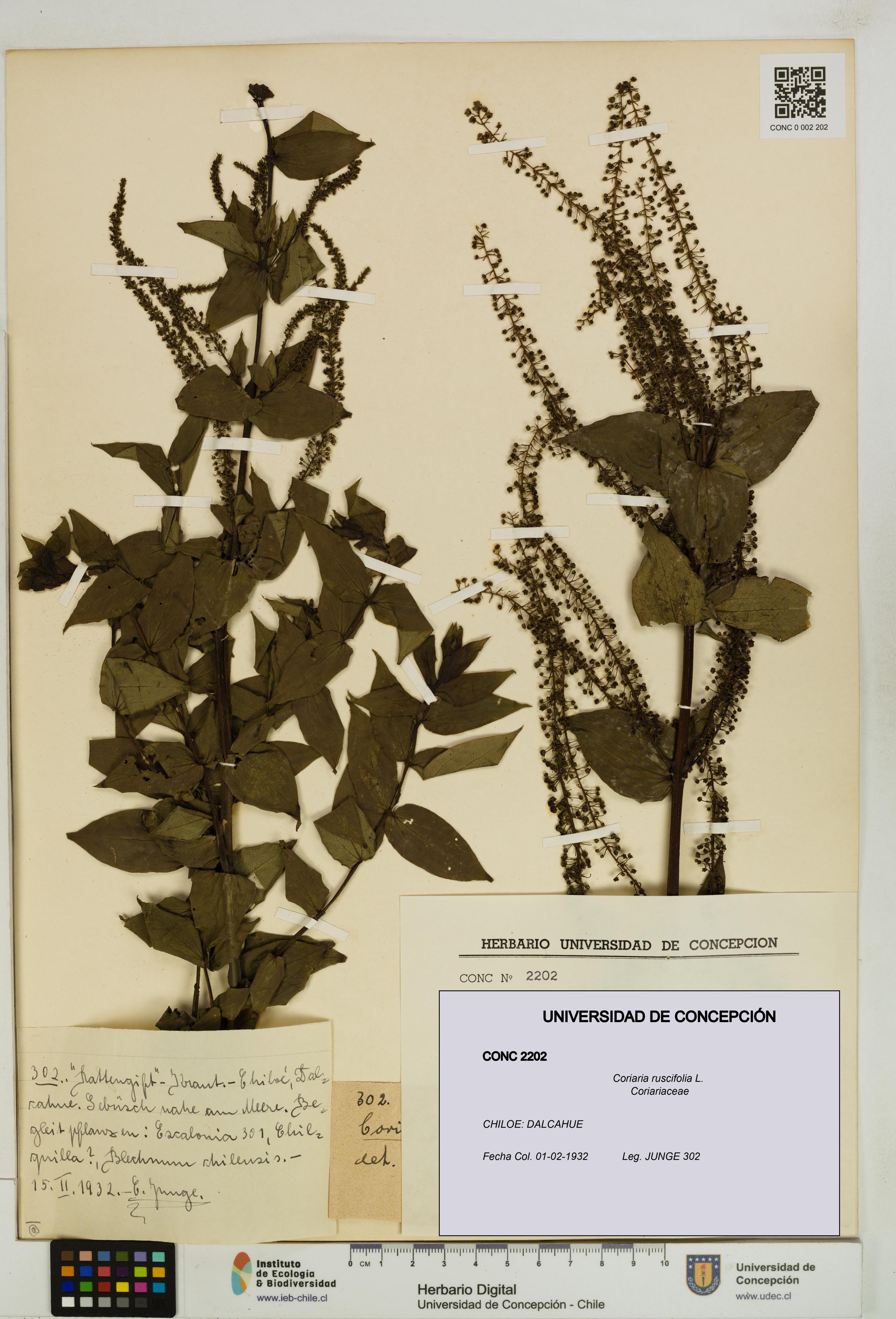 Coriaria ruscifolia [Espécimen: ]