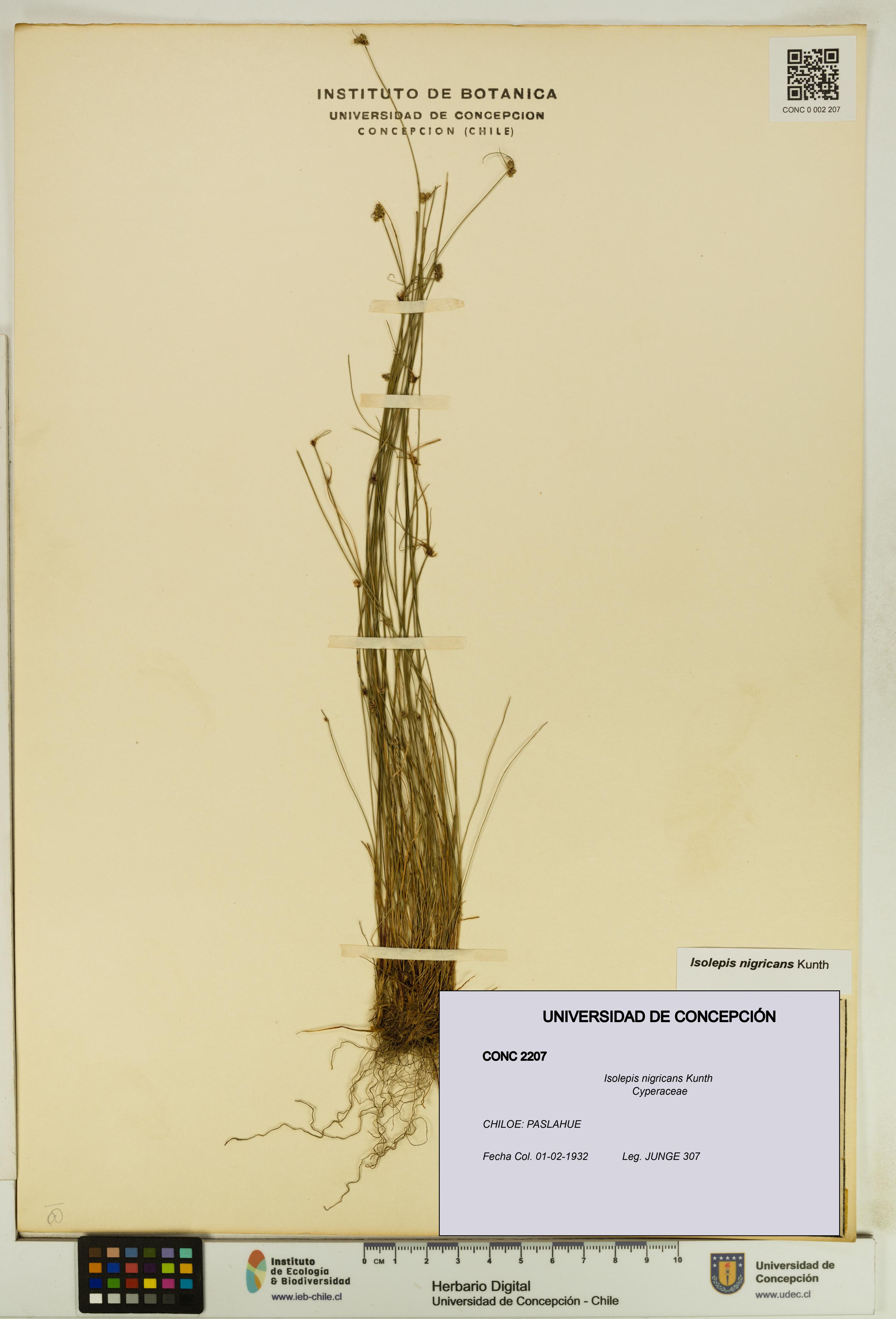 Isolepis nigricans [Espécimen: UDEC:CONC:0002207]