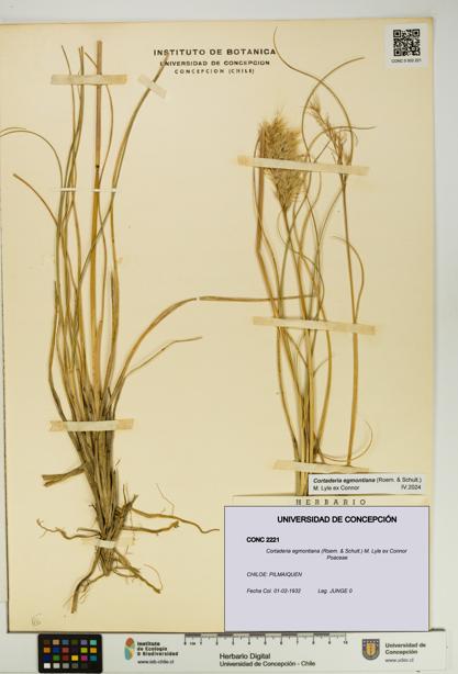 Cortaderia egmontiana [Espécimen: UDEC:CONC:0002221]