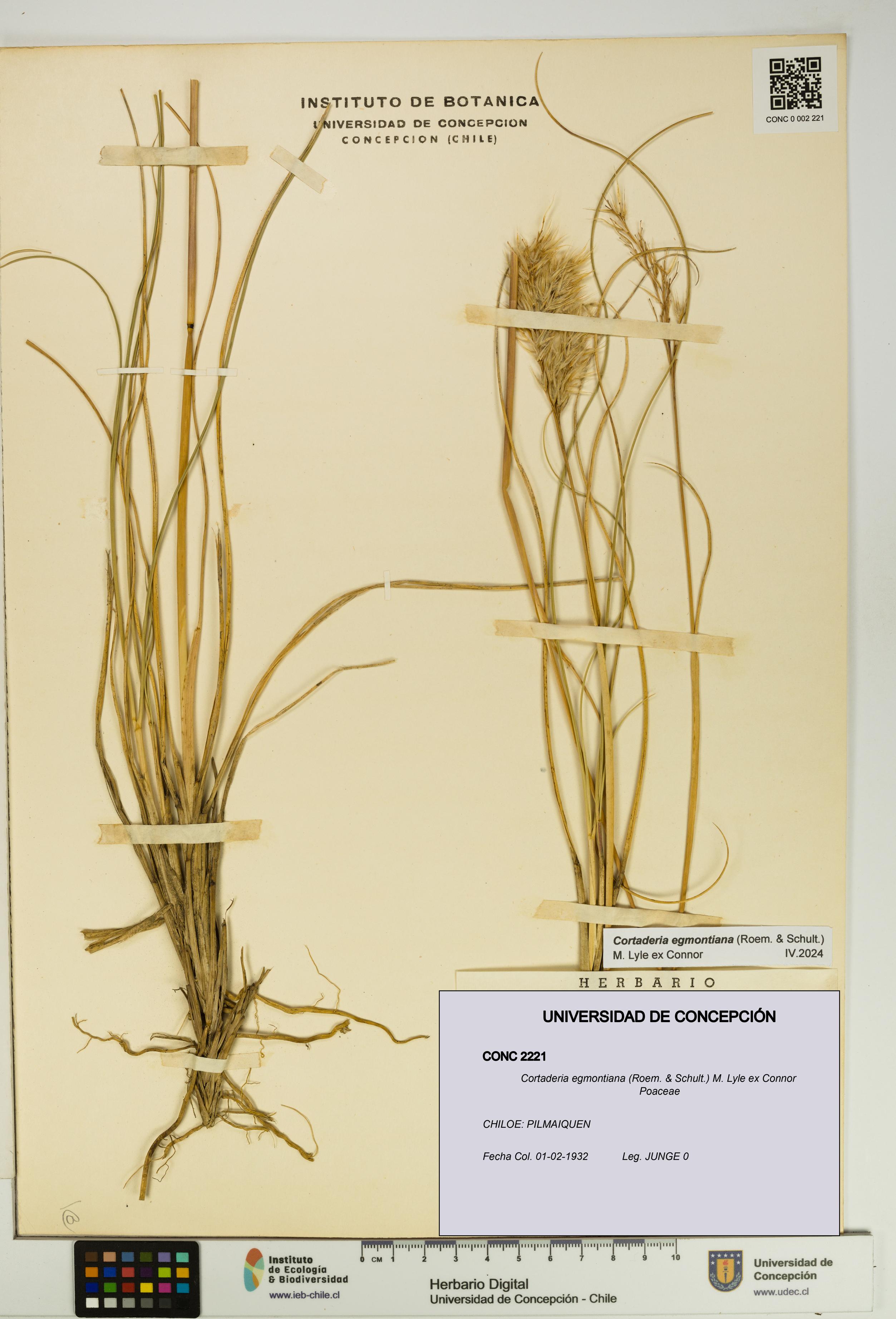 Cortaderia egmontiana [Espécimen: UDEC:CONC:0002221]