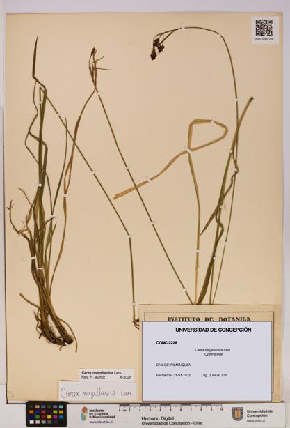 Carex magellanica [Espécimen: UDEC:CONC:0002226]