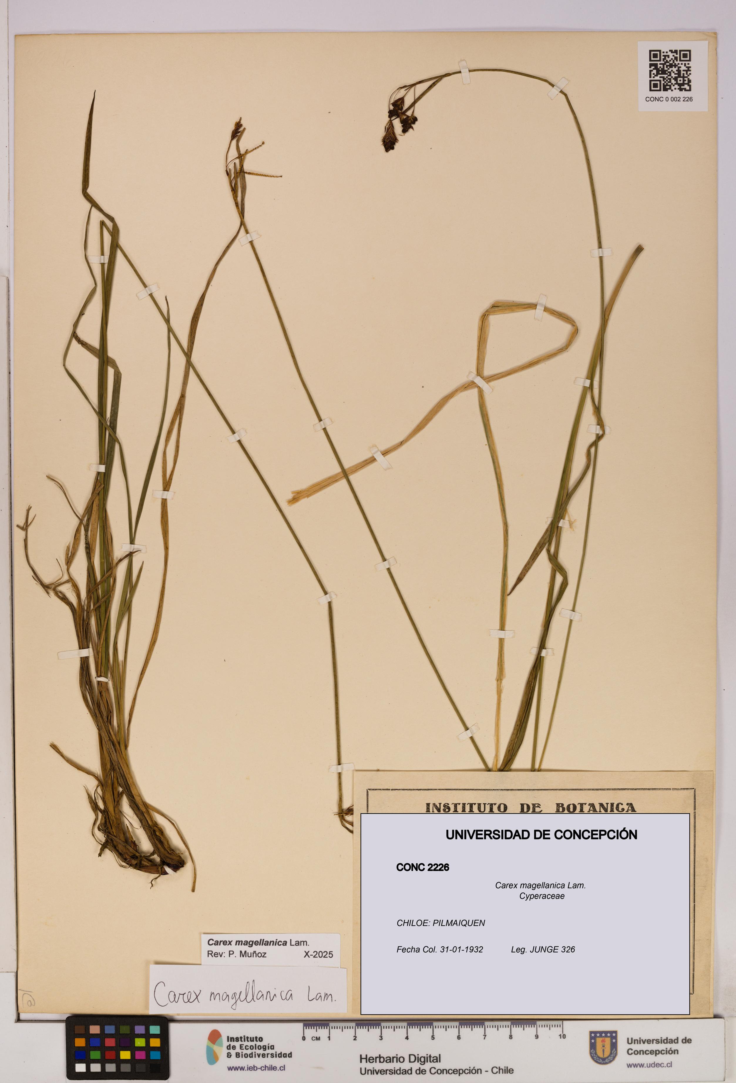 Carex magellanica [Espécimen: UDEC:CONC:0002226]