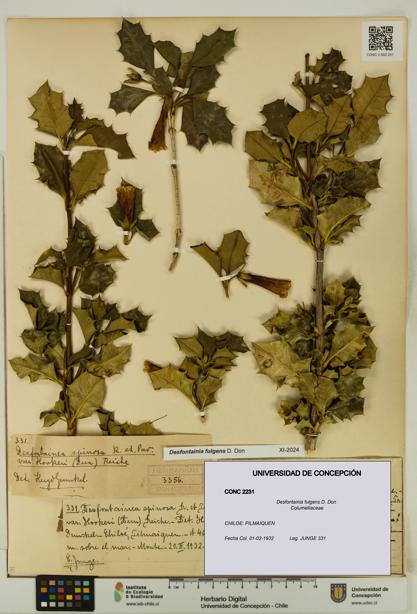 Desfontainia fulgens [Espécimen: UDEC:CONC:0002231]