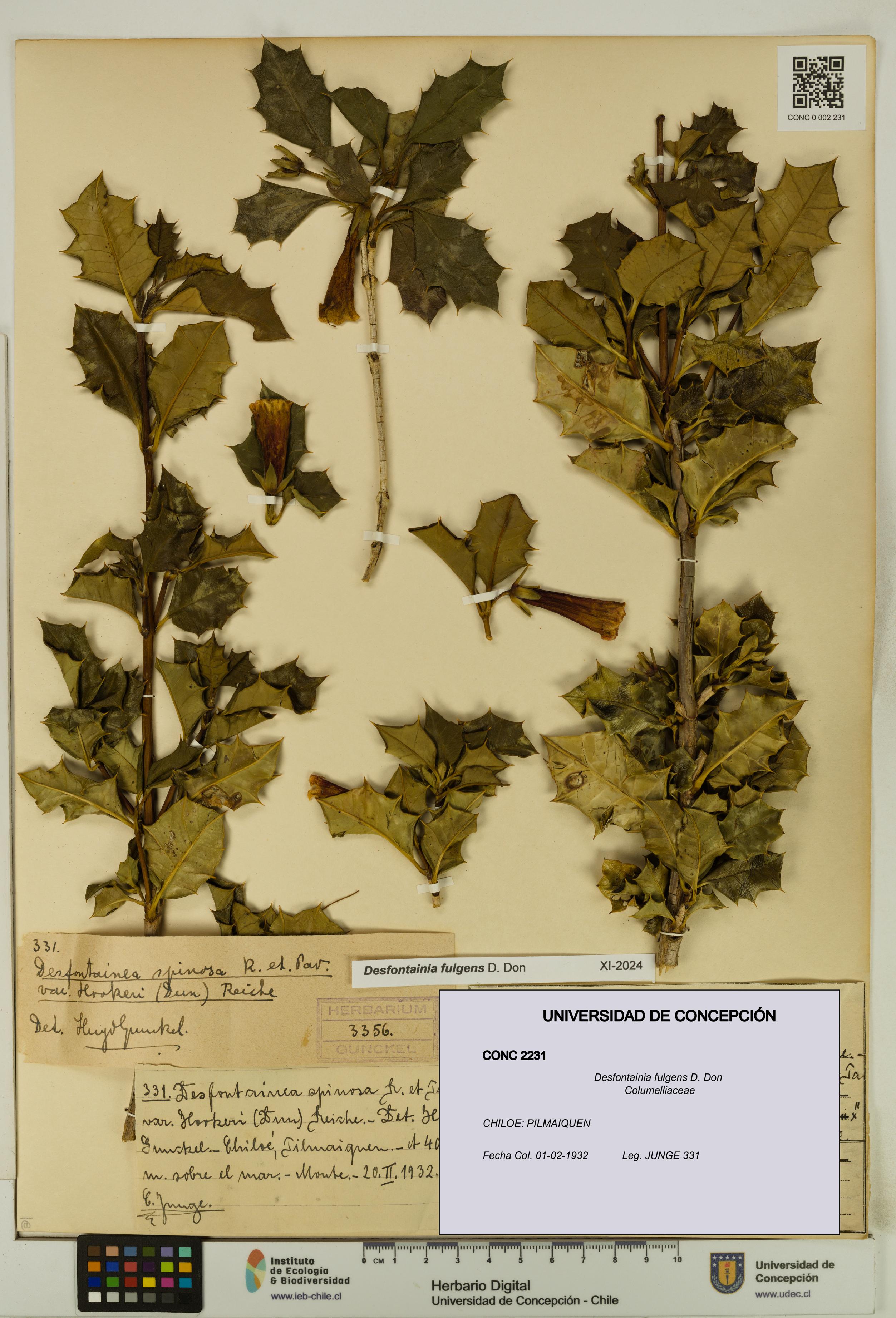 Desfontainia fulgens [Espécimen: UDEC:CONC:0002231]