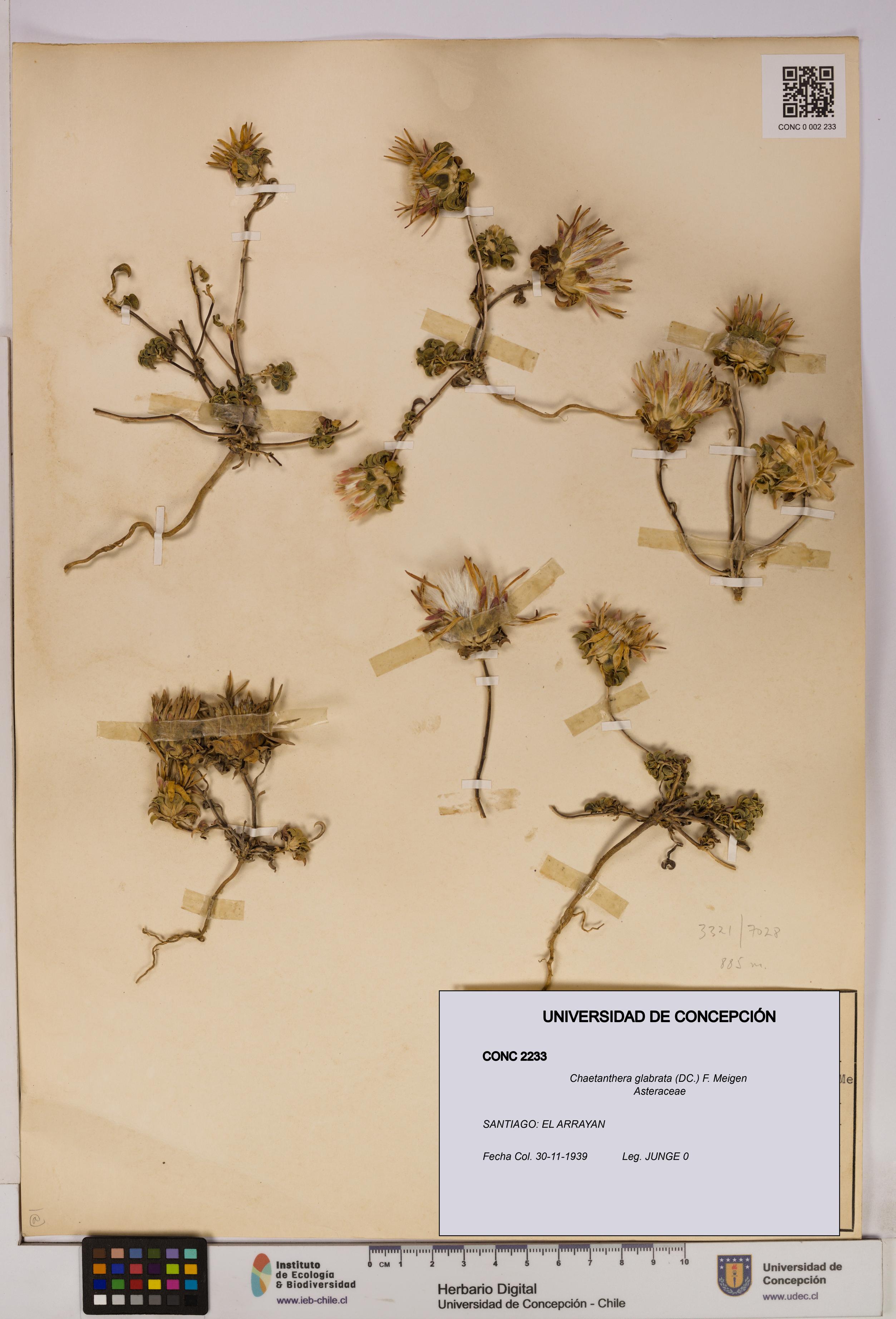 Chaetanthera glabrata [Espécimen: UDEC:CONC:0002233]