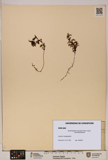 Hymenophyllum secundum [Espécimen: ]