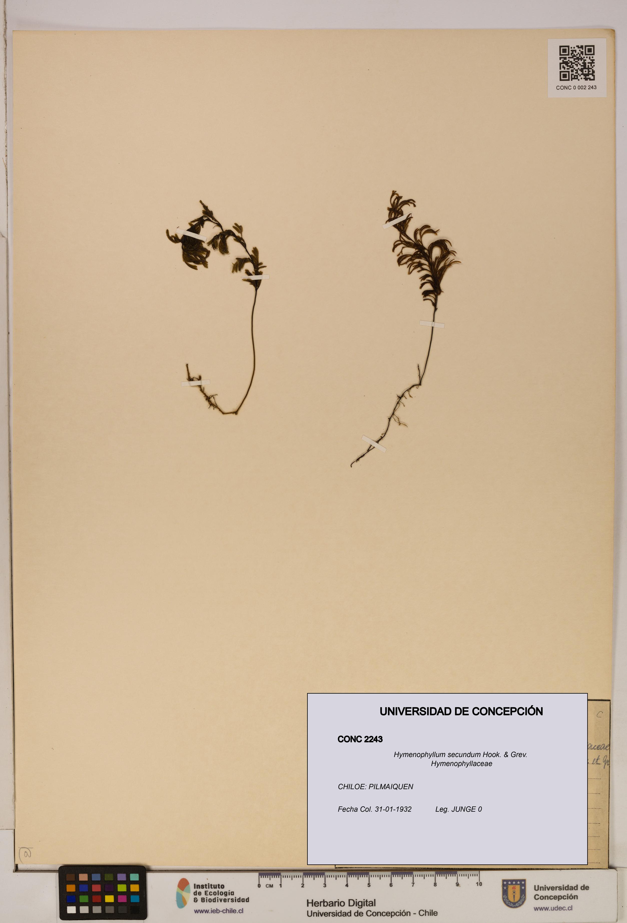 Hymenophyllum secundum [Espécimen: ]