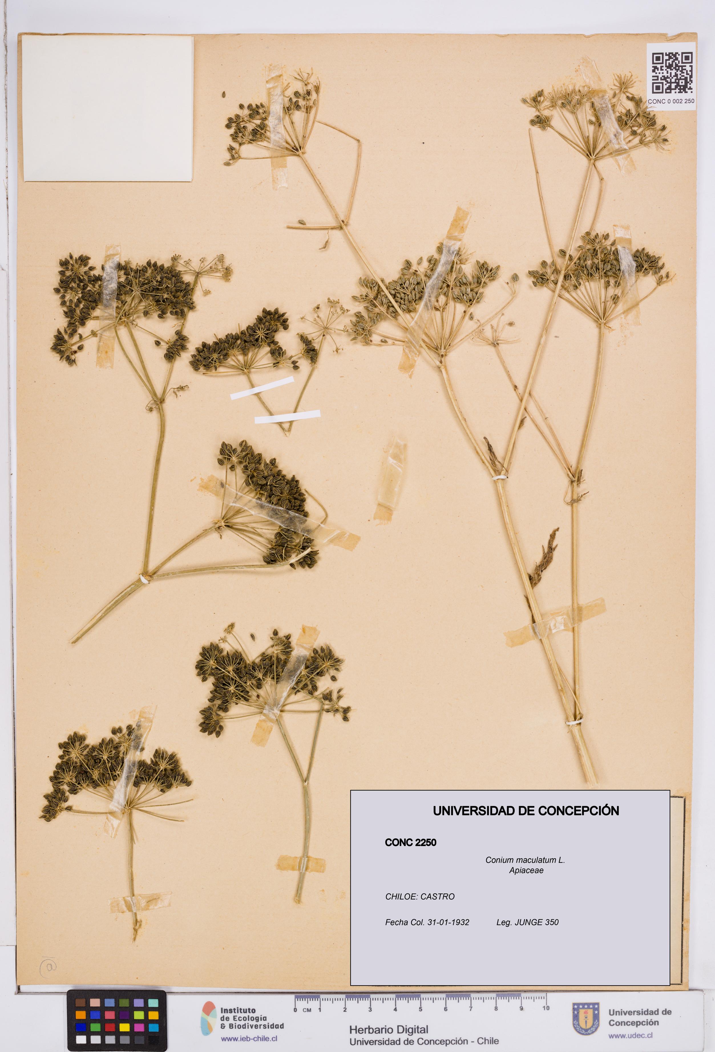 Conium maculatum [Espécimen: ]