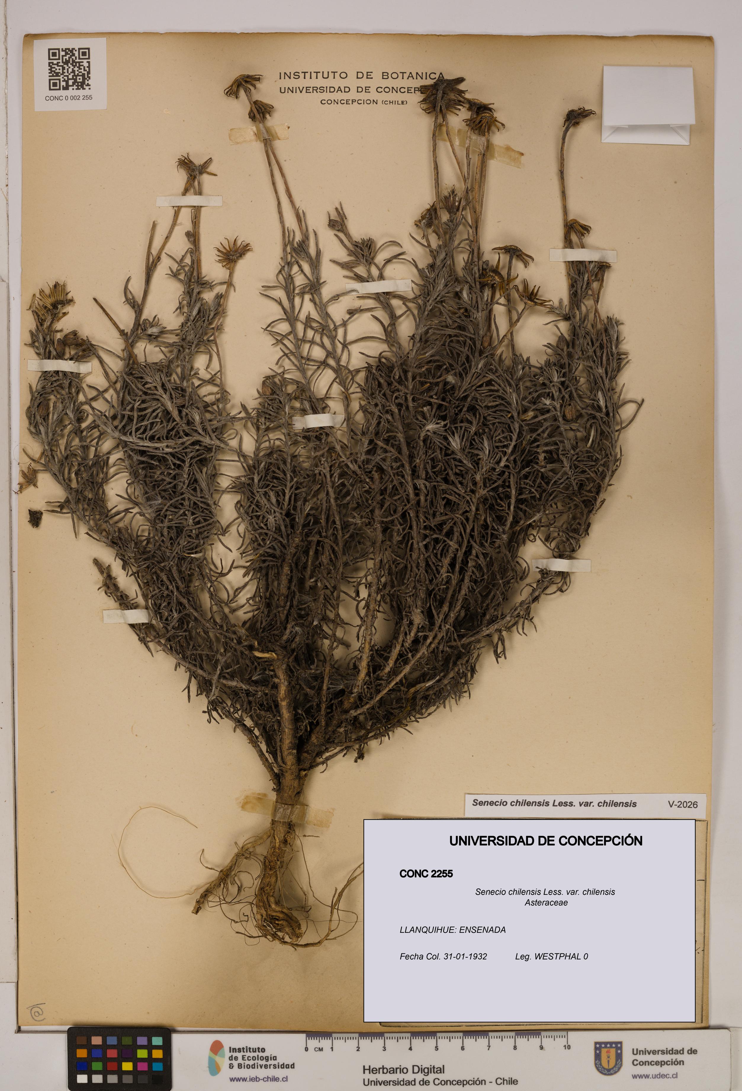 Senecio chilensis var. chilensis [Espécimen: UDEC:CONC:0002255]