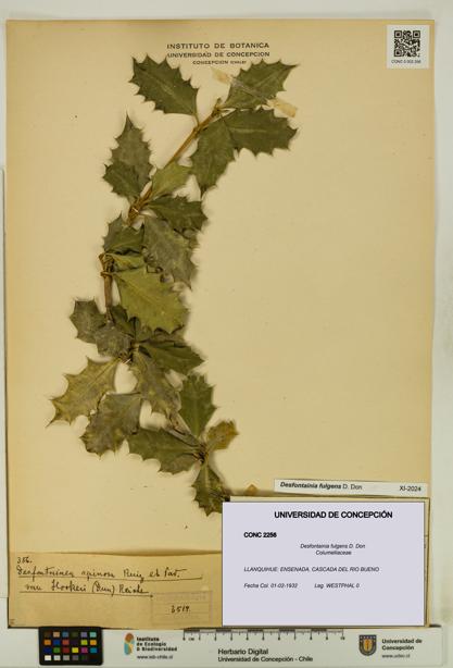 Desfontainia fulgens [Espécimen: UDEC:CONC:0002256]