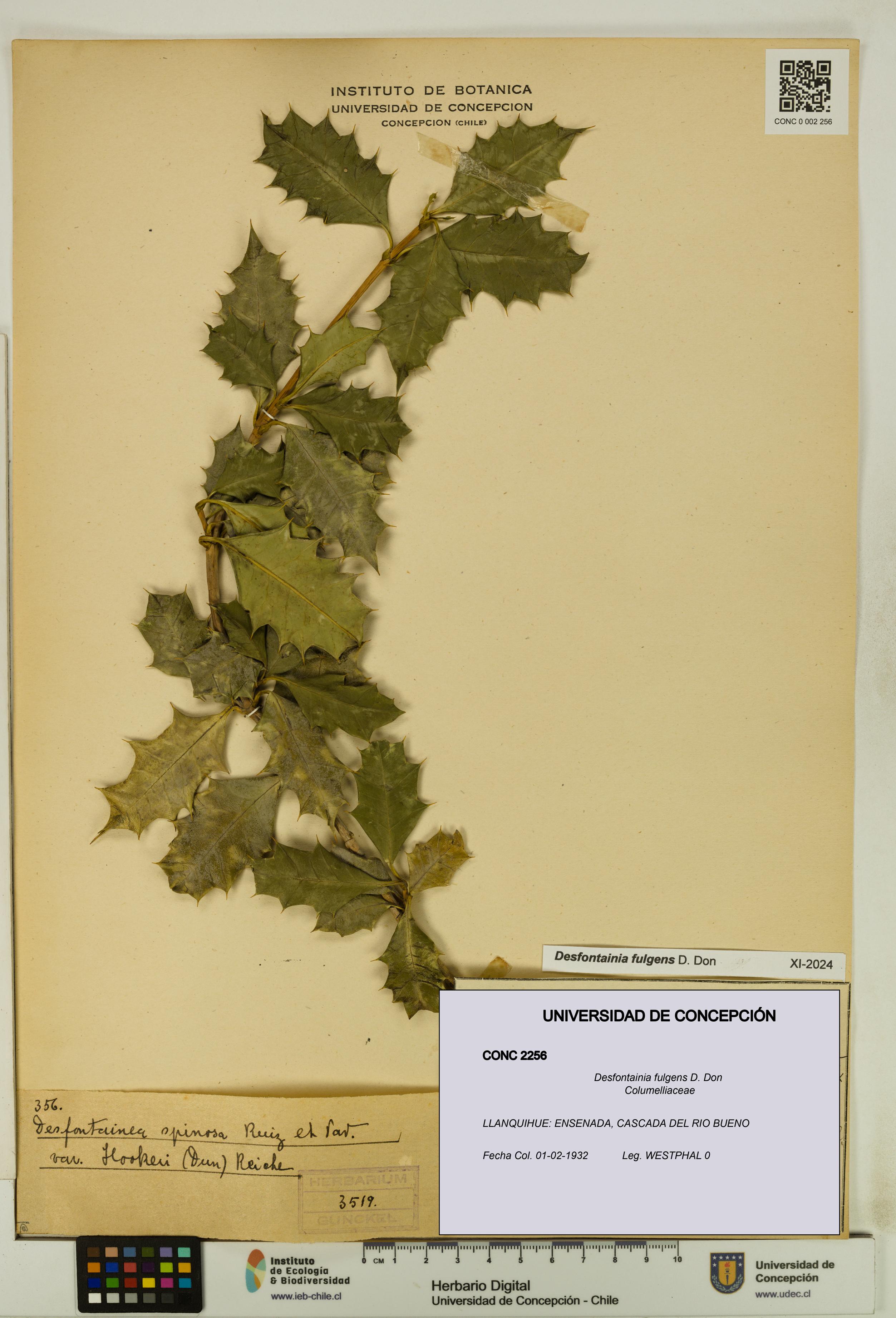 Desfontainia fulgens [Espécimen: UDEC:CONC:0002256]