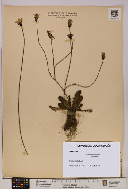 Hypochaeris radicata [Espécimen: UDEC:CONC:0002279]