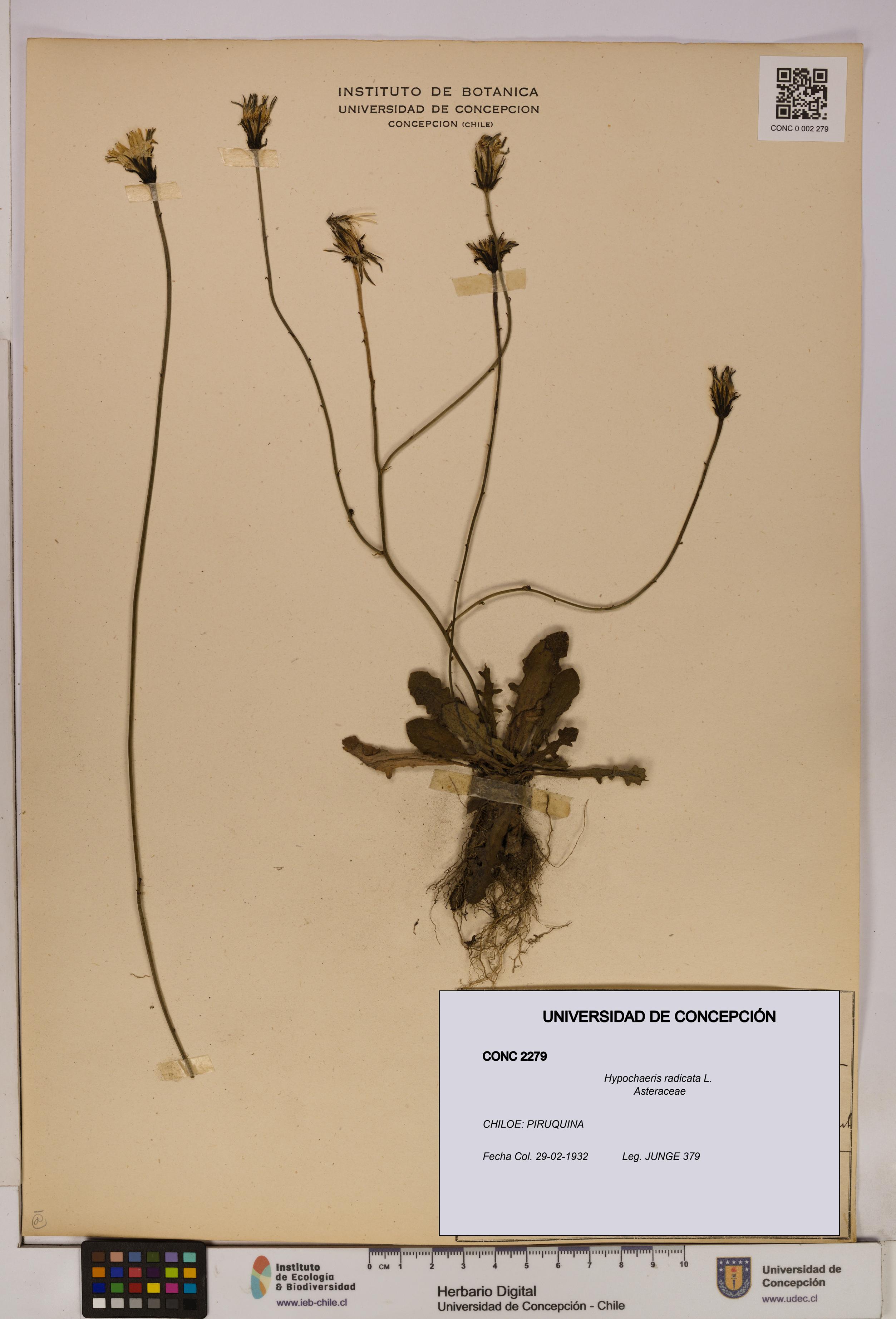 Hypochaeris radicata [Espécimen: UDEC:CONC:0002279]