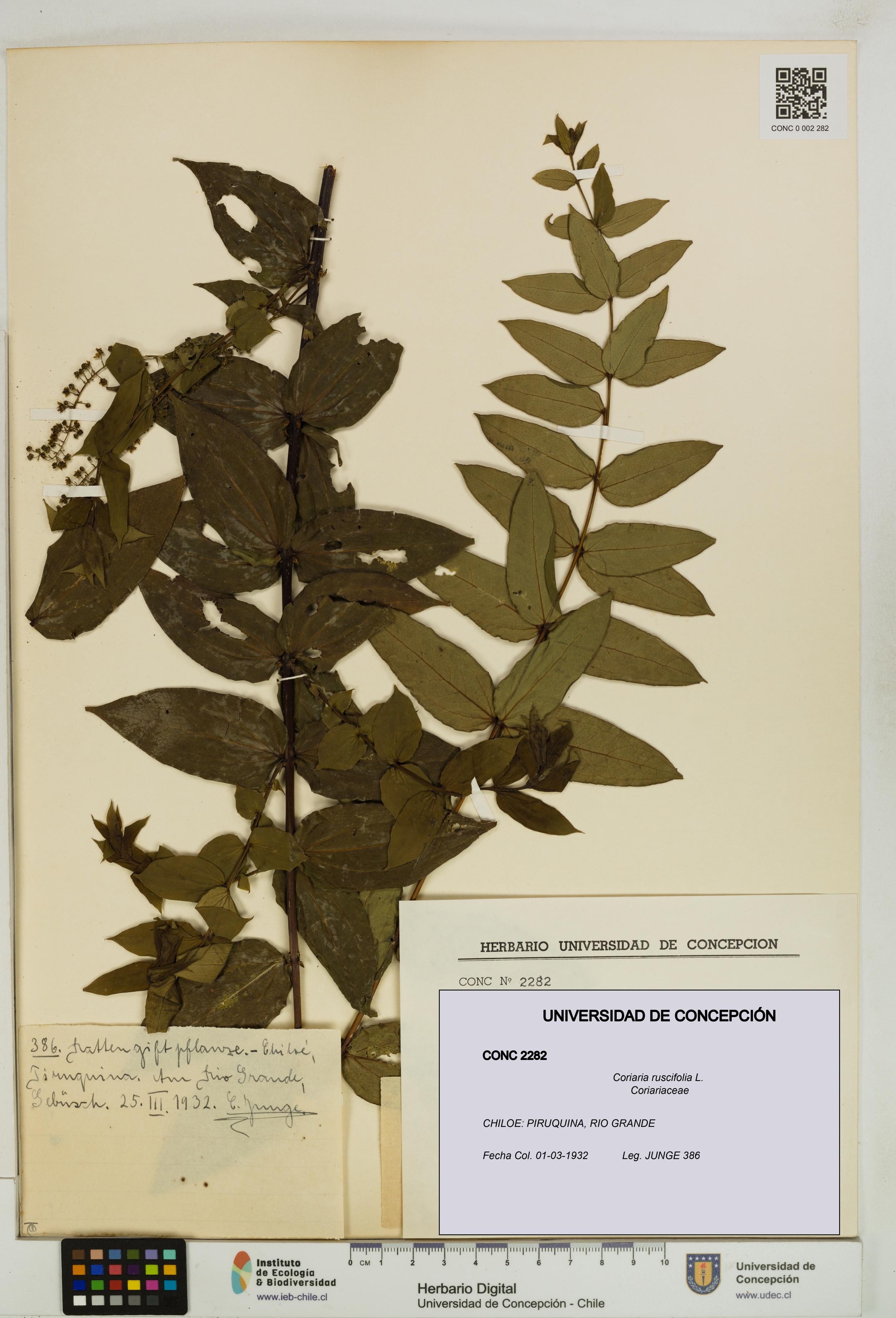 Coriaria ruscifolia [Espécimen: ]