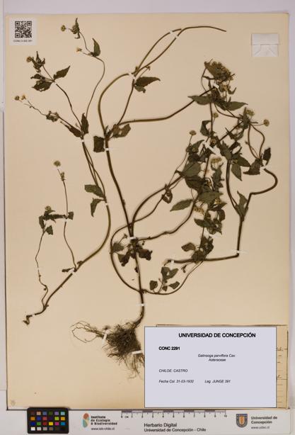 Galinsoga parviflora [Espécimen: UDEC:CONC:0002291]