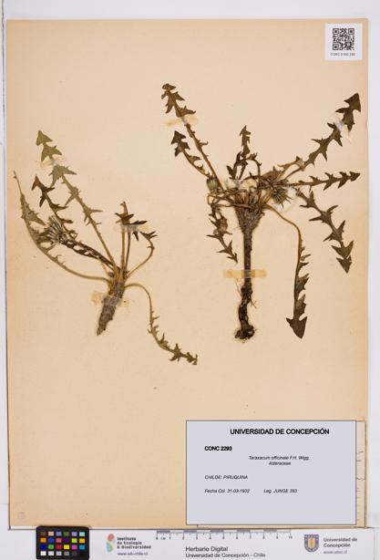 Taraxacum officinale [Espécimen: ]