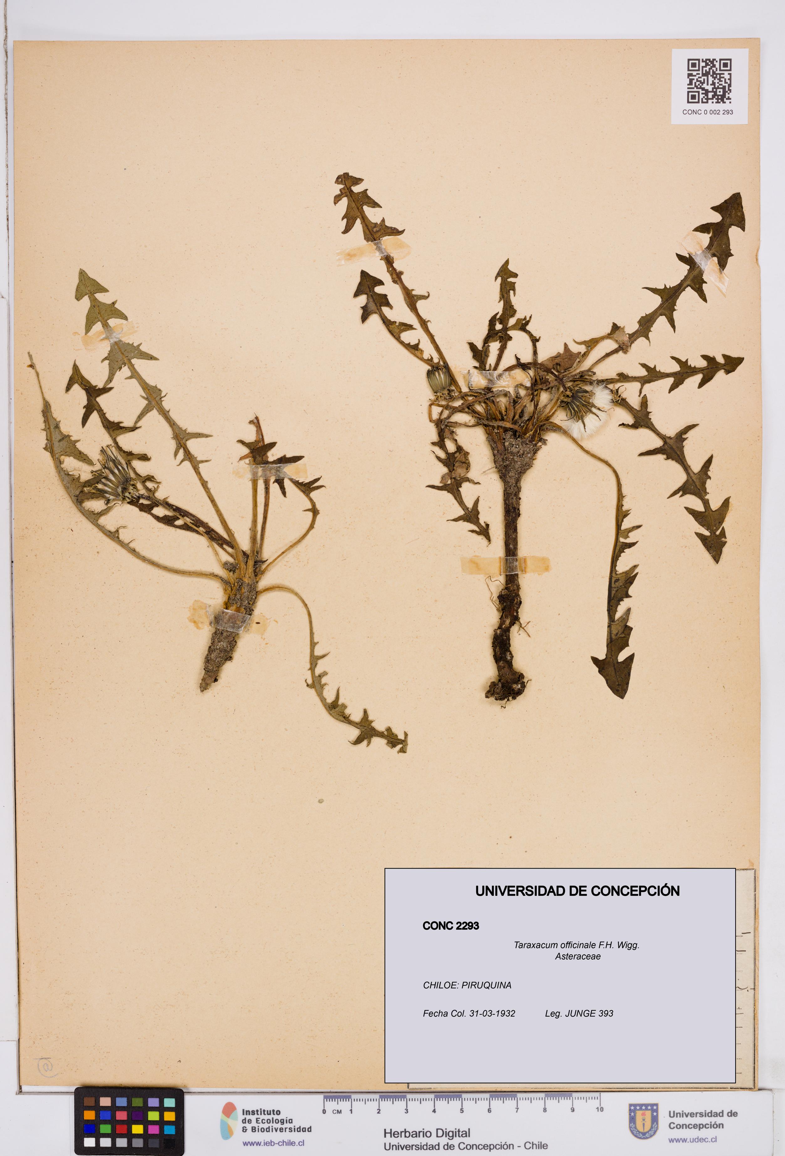 Taraxacum officinale [Espécimen: ]