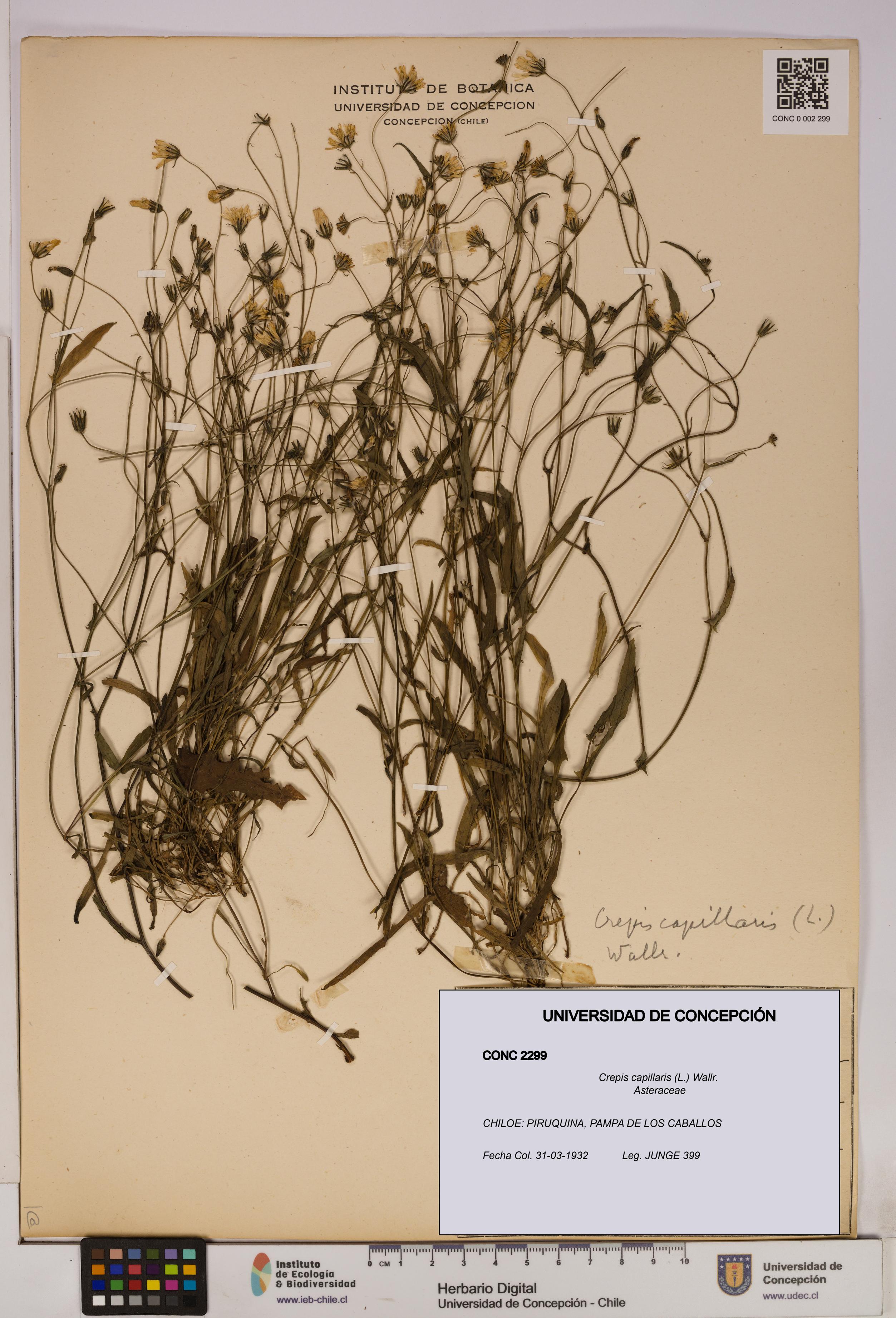 Crepis capillaris [Espécimen: UDEC:CONC:0002299]