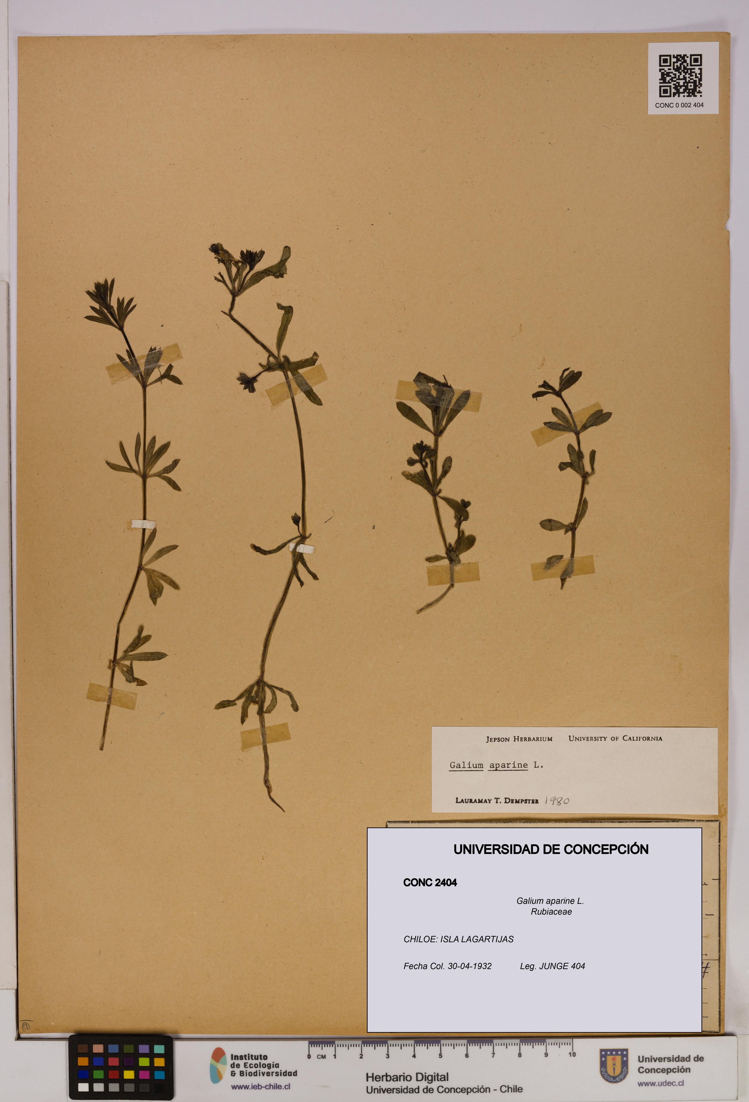 Galium aparine [Espécimen: UDEC:CONC:0002404]