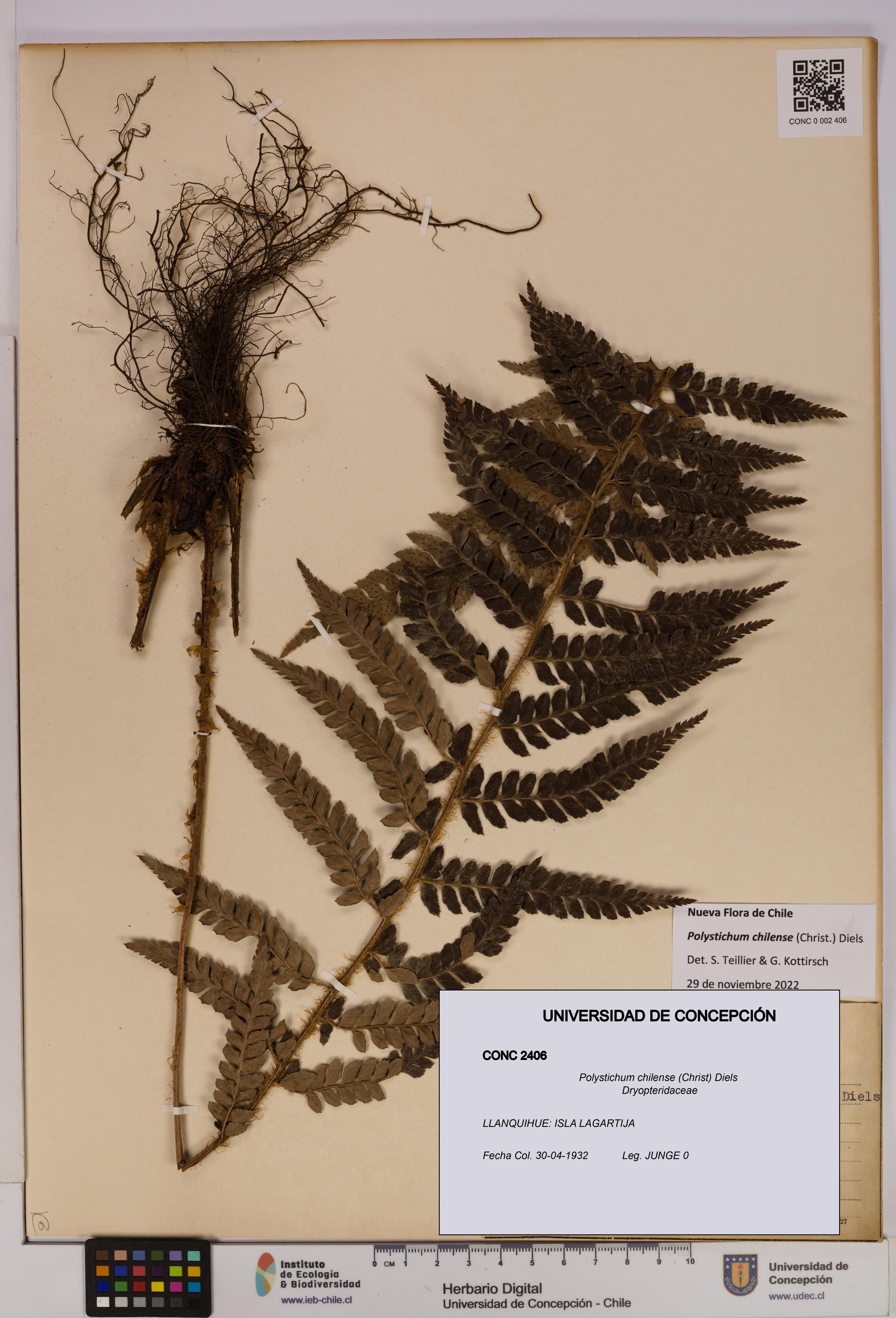 Polystichum chilense [Espécimen: UDEC:CONC:0002406]