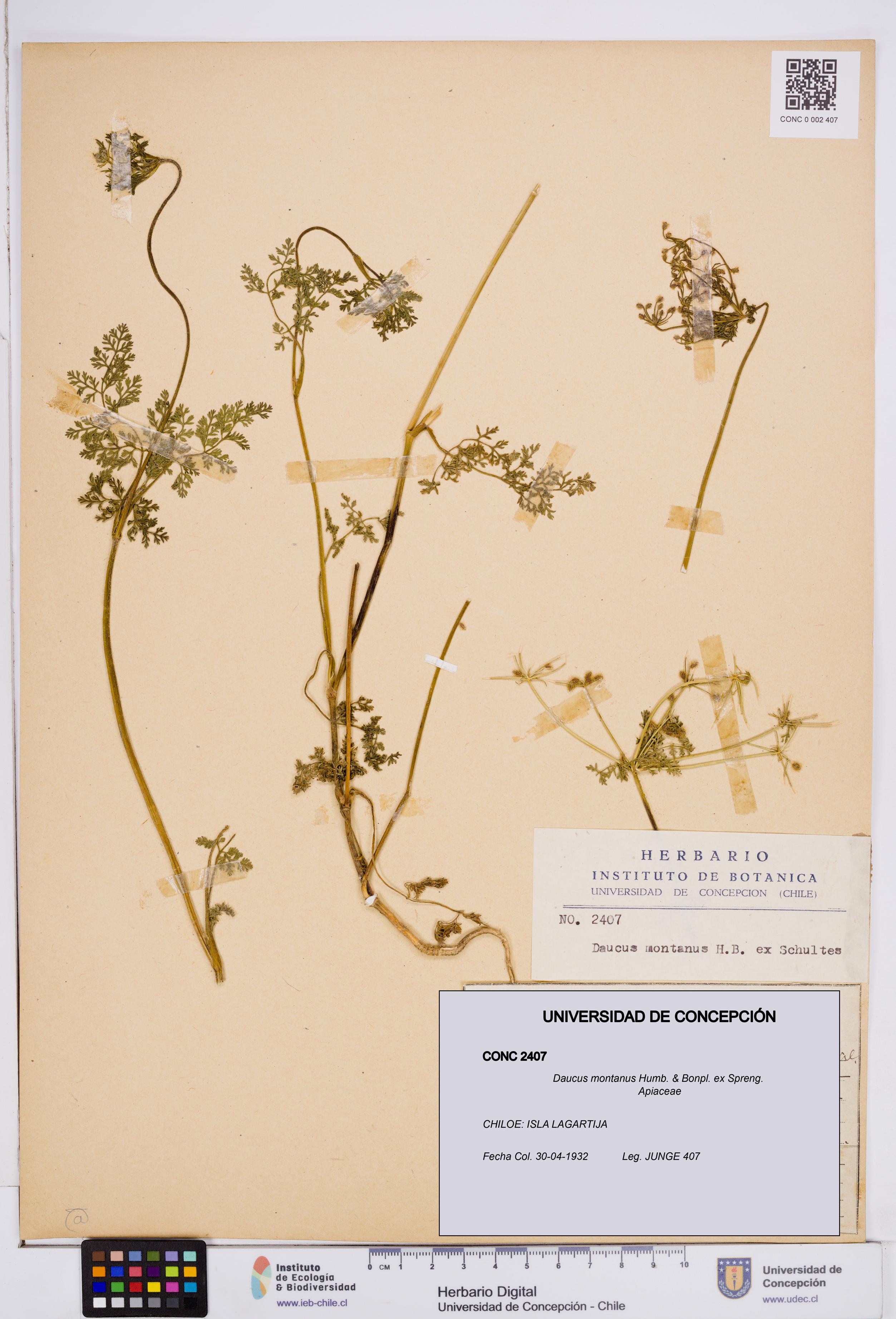 Daucus montanus [Espécimen: ]