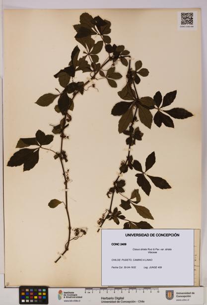 Cissus striata var. striata [Espécimen: UDEC:CONC:0002409]